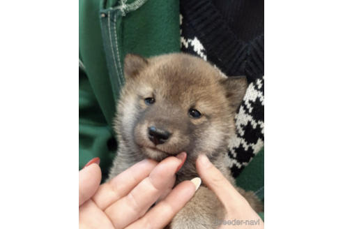 成約済の富山県の柴犬-170777の1枚目